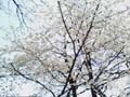 20060402-sakura2.jpg