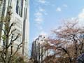 20060411-sakura3.jpg