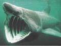 20070304-basking_shark2.jpg