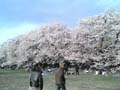 20070406-sakura1.jpg