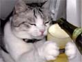 20080117-beercat.jpg