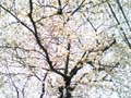 20080326-sakura.jpg