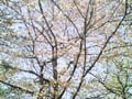 20080408-sakura.jpg